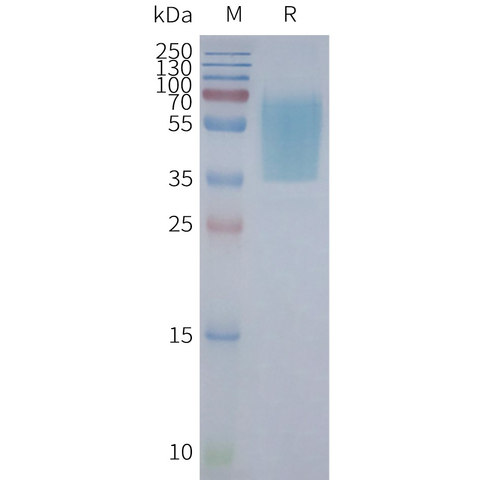Figure 2. Human GPR55-Nanodisc, Flag Tag on SDS-PAGE