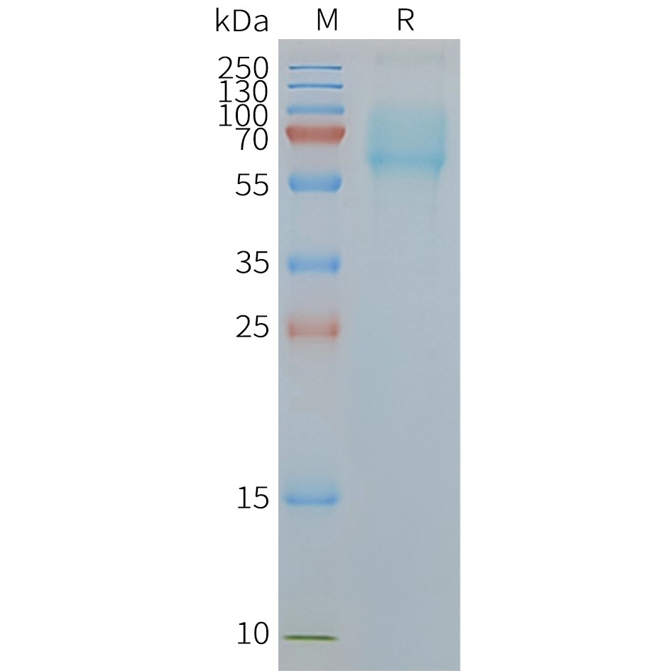 Figure 2. Human SLC1A5-Nanodisc, Flag Tag on SDS-PAGE