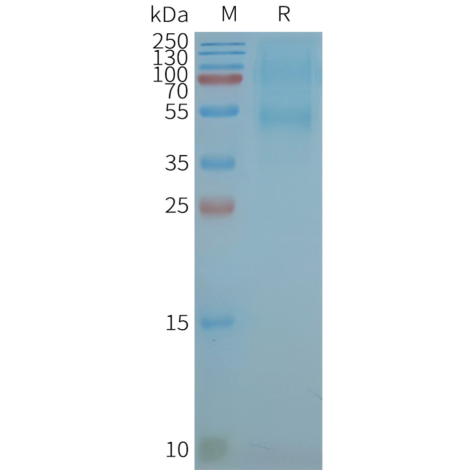 CXCR5 Human Recombinant Protein, Synthetic Nanodisc