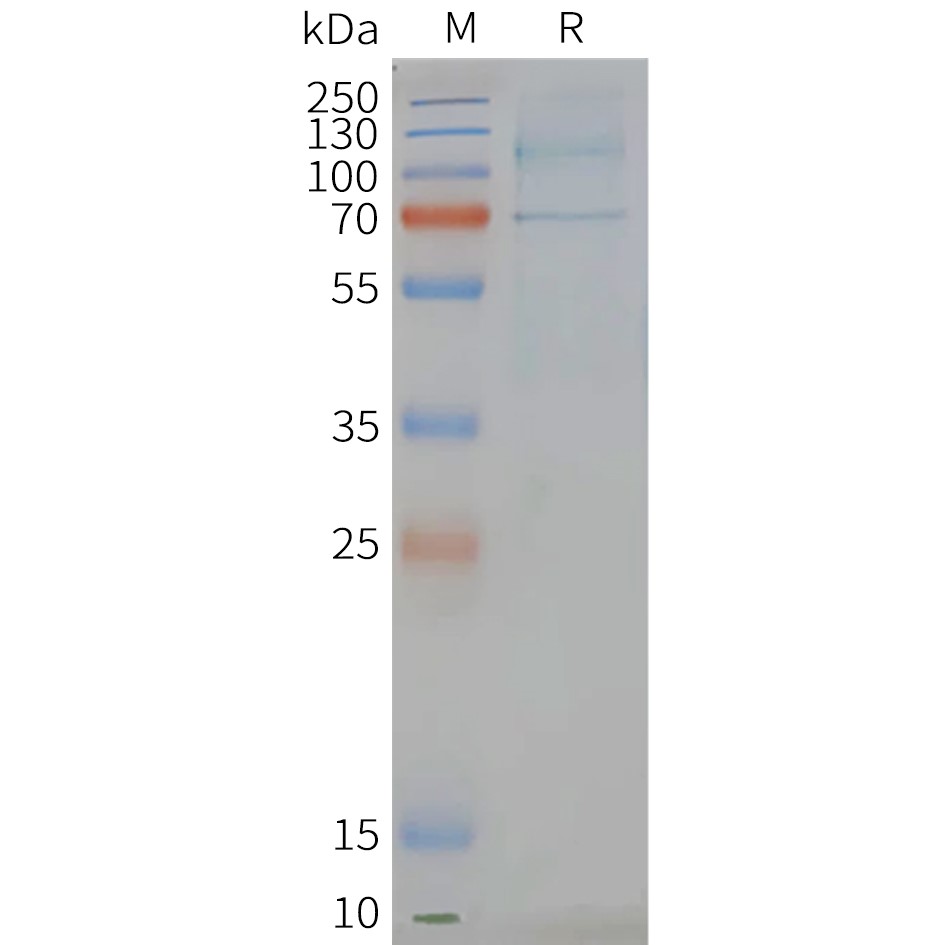 LGR6 Human Recombinant Protein, Synthetic Nanodisc