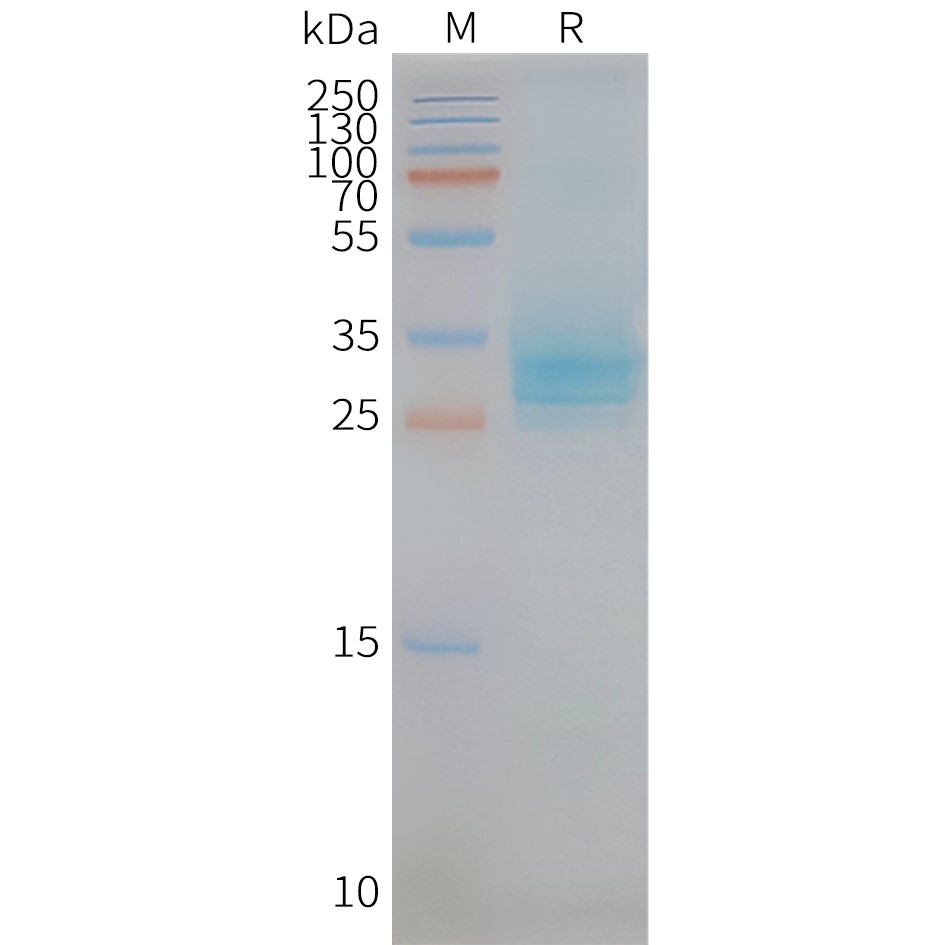 Figure 2. Human CD151-Nanodisc, Flag Tag on SDS-PAGE
