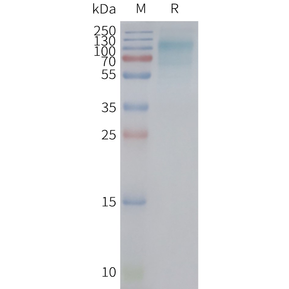 Figure 2. Human SLC2A12-Nanodisc, Flag Tag on SDS-PAGE