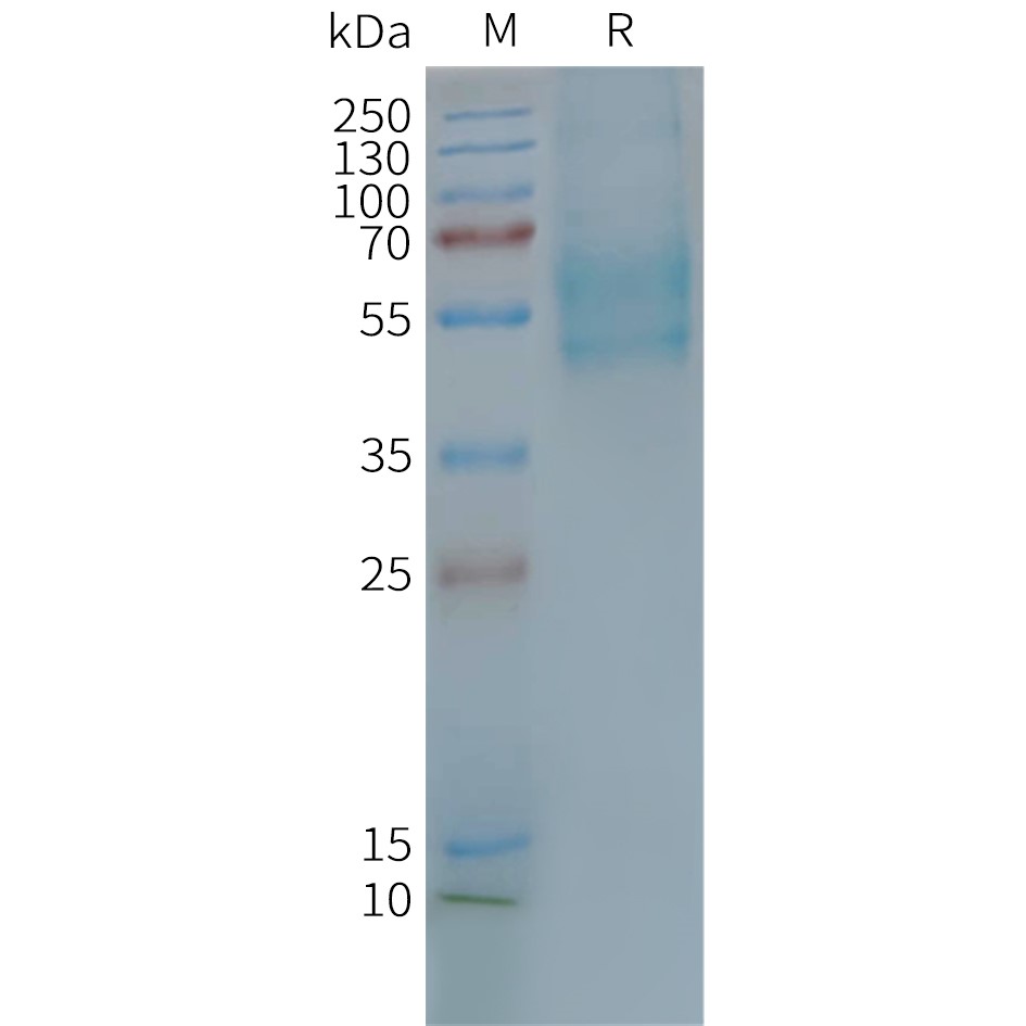 Figure 2. Human F2RL3-Nanodisc, Flag Tag on SDS-PAGE