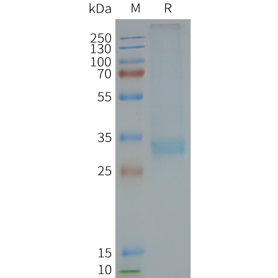 MC4R Human Recombinant Protein, Synthetic Nanodisc