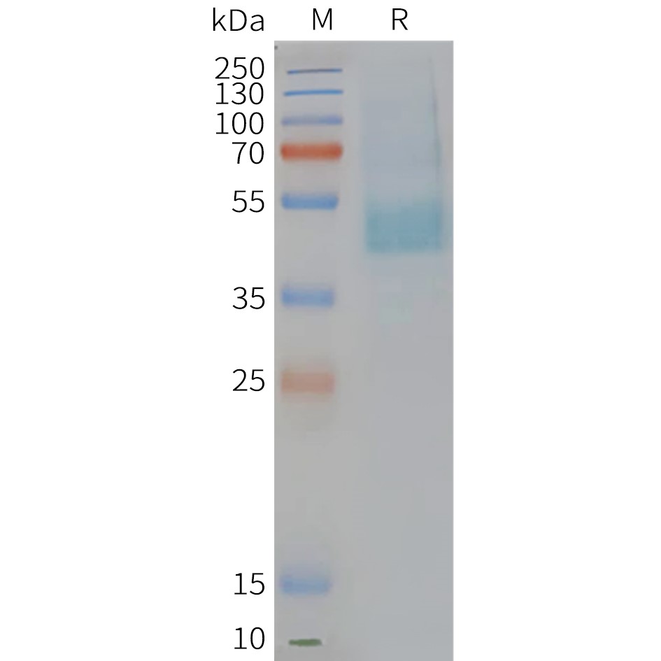 Figure 2. Human CMKLR1-Nanodisc, Flag Tag on SDS-PAGE