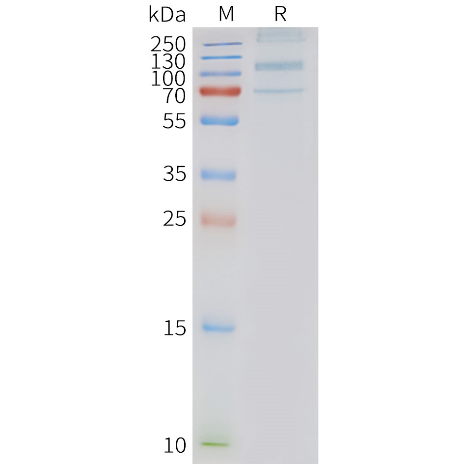 Figure 2. Human ADGRD1-Nanodisc, Flag Tag on SDS-PAGE