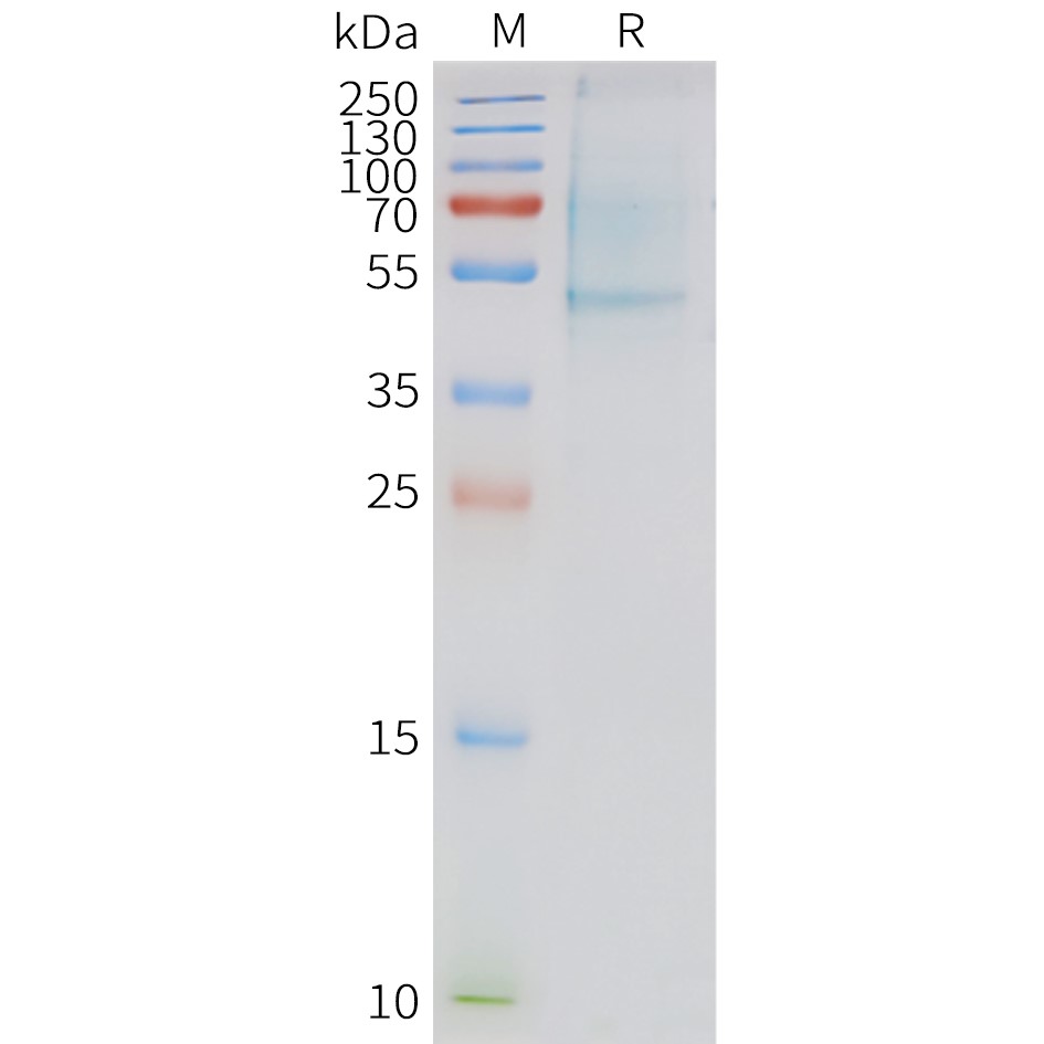 APLNR Human Recombinant Protein, Synthetic Nanodisc