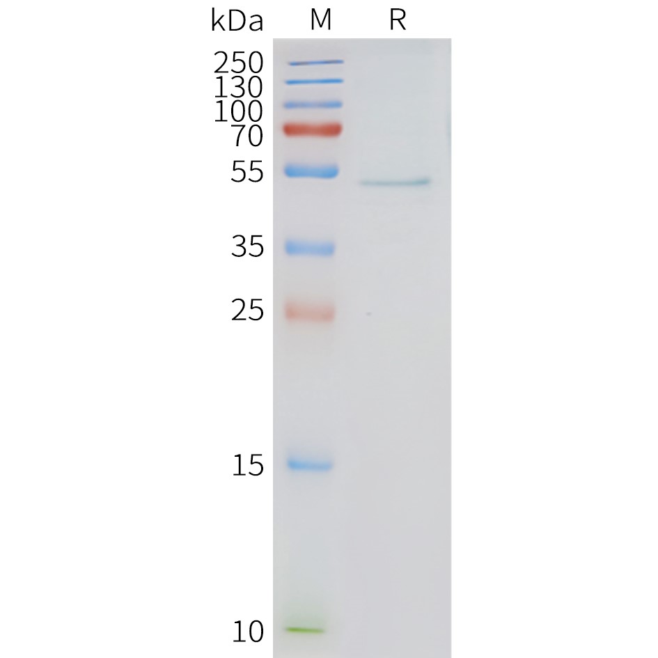 Figure 2. Human HRH3-Nanodisc, Flag Tag on SDS-PAGE