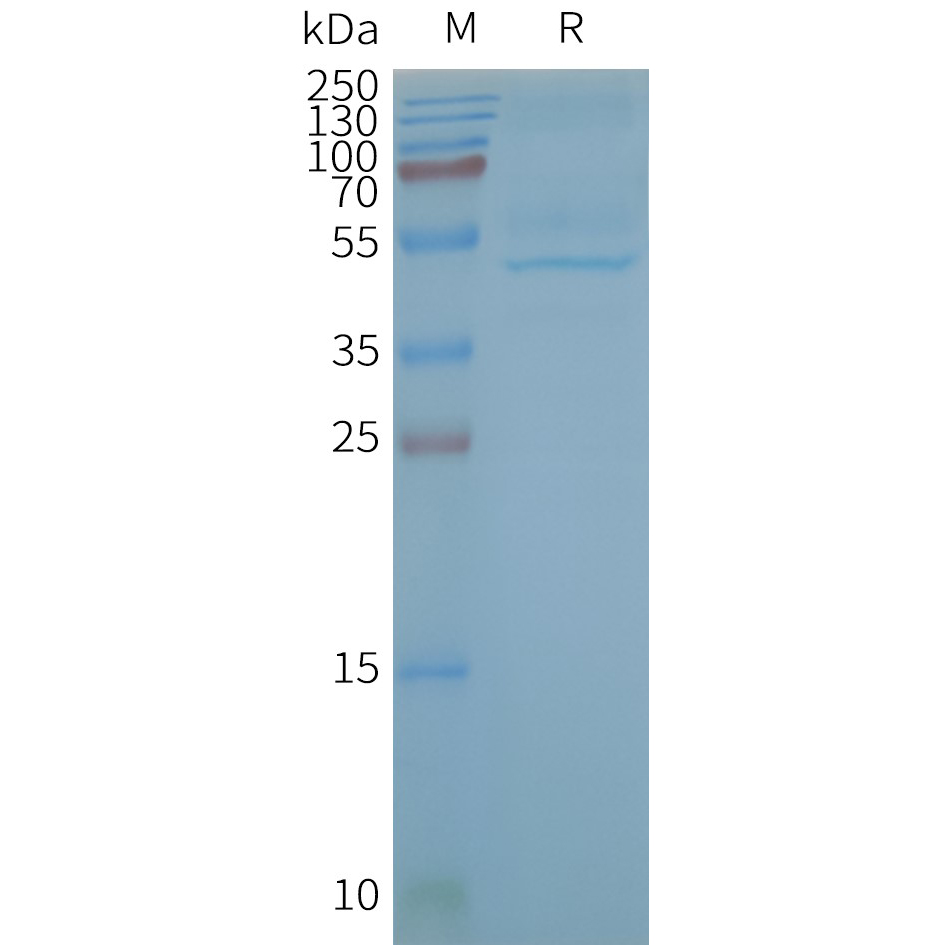 Figure 2. Human CB2-Nanodisc, Flag Tag on SDS-PAGE