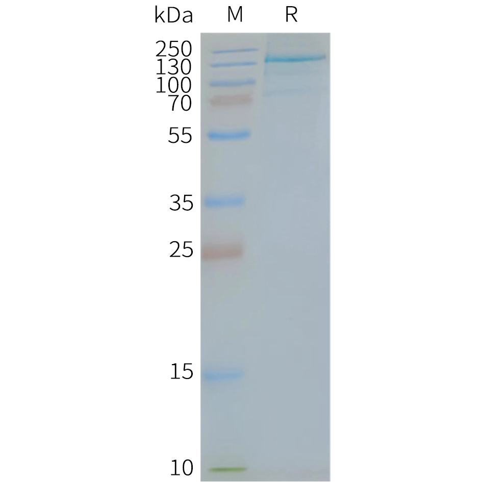 Figure 2. Human TLR7-Nanodisc, Flag Tag on SDS-PAGE
