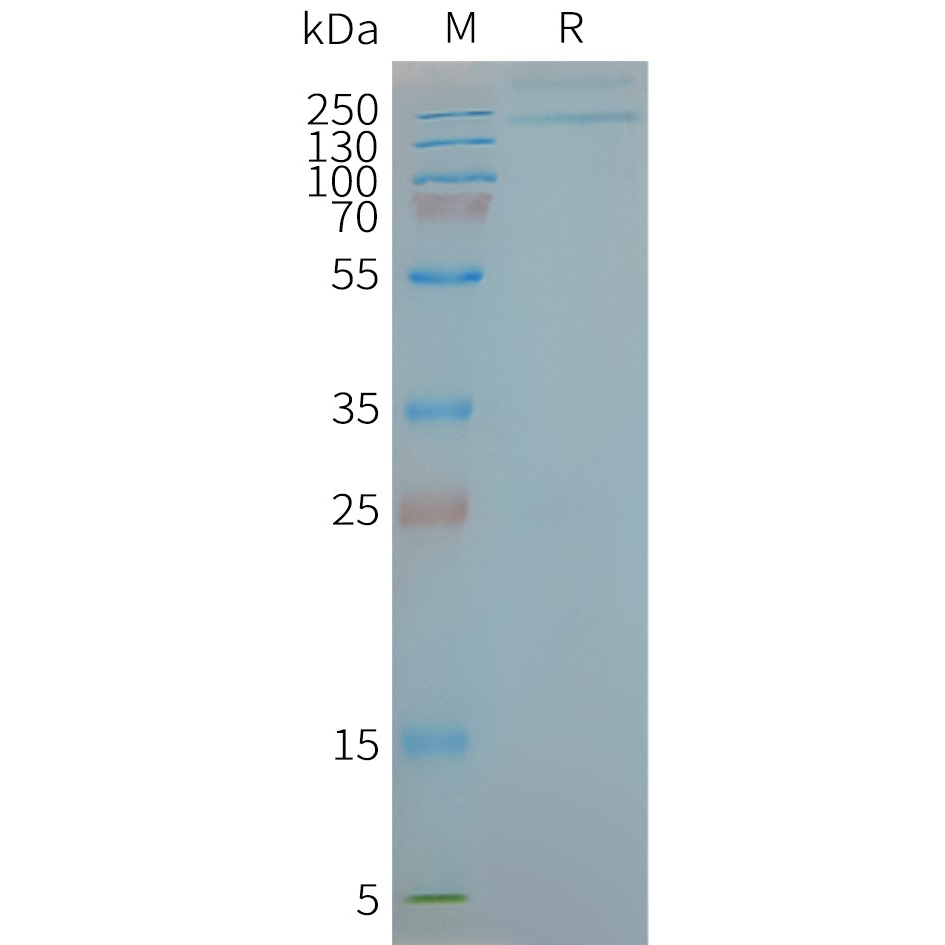 TLR9 Human Recombinant Protein, Synthetic Nanodisc