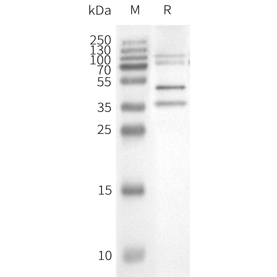 WB analysis of Negative control-Nanodisc with Strep-Tactin HRP at 1/4000 dilution