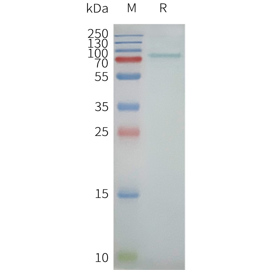 Figure 2. Human ABCG2-Nanodisc, Flag Tag on SDS-PAGE