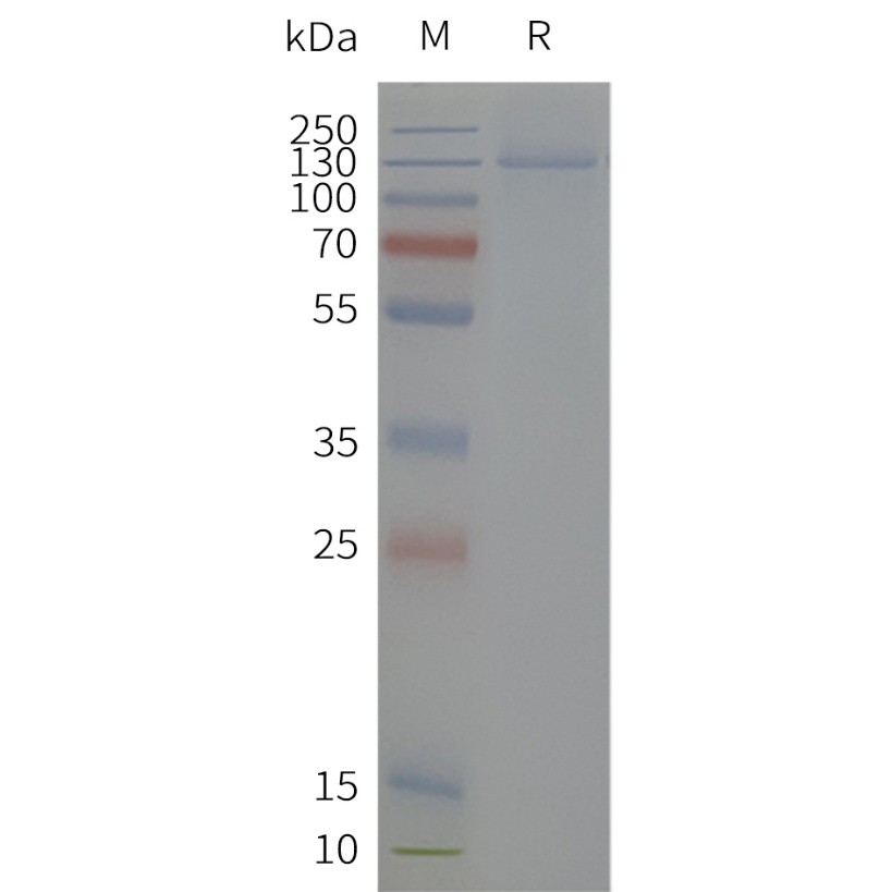 Figure 2. Human KCNH2-Strep-Nanodisc, C-Flag&Strep Tag on SDS-PAGE
