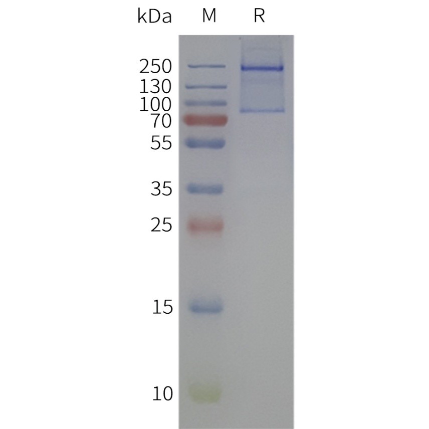 Figure 2. Human PTPRZ1-Nanodisc, Flag Tag on SDS-PAGE