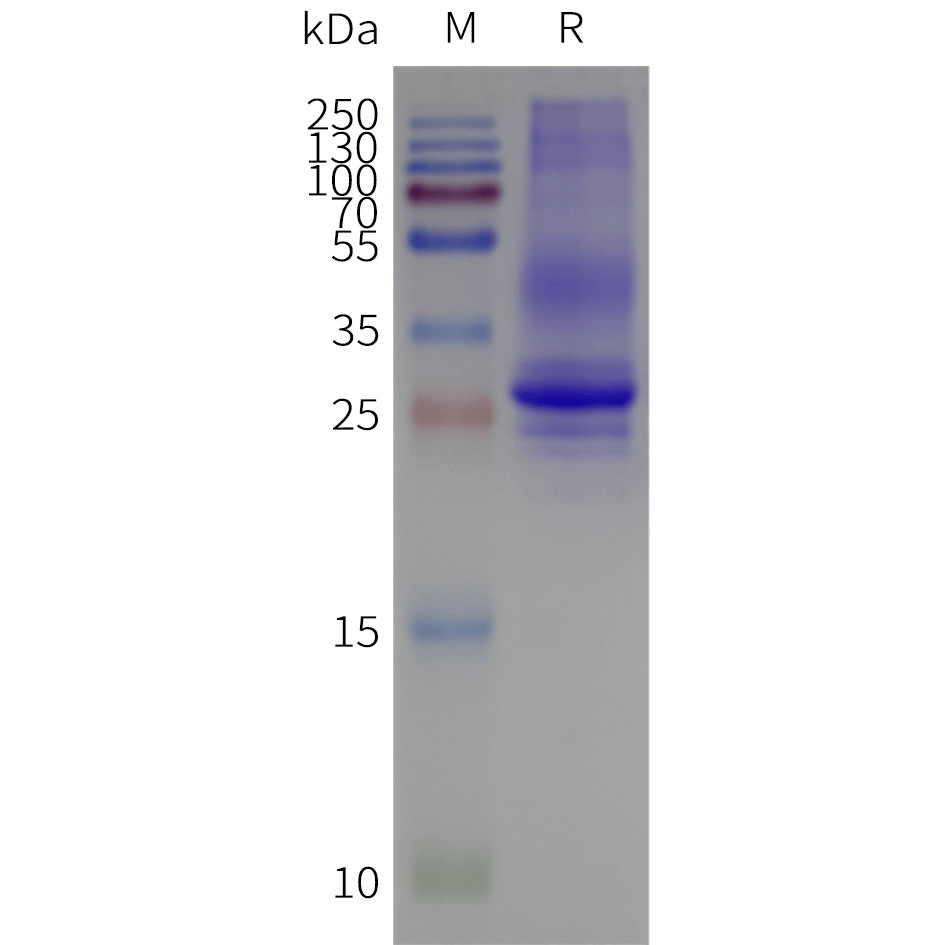 Figure 2. Human AQP2-Nanodisc, Flag Tag on SDS-PAGE