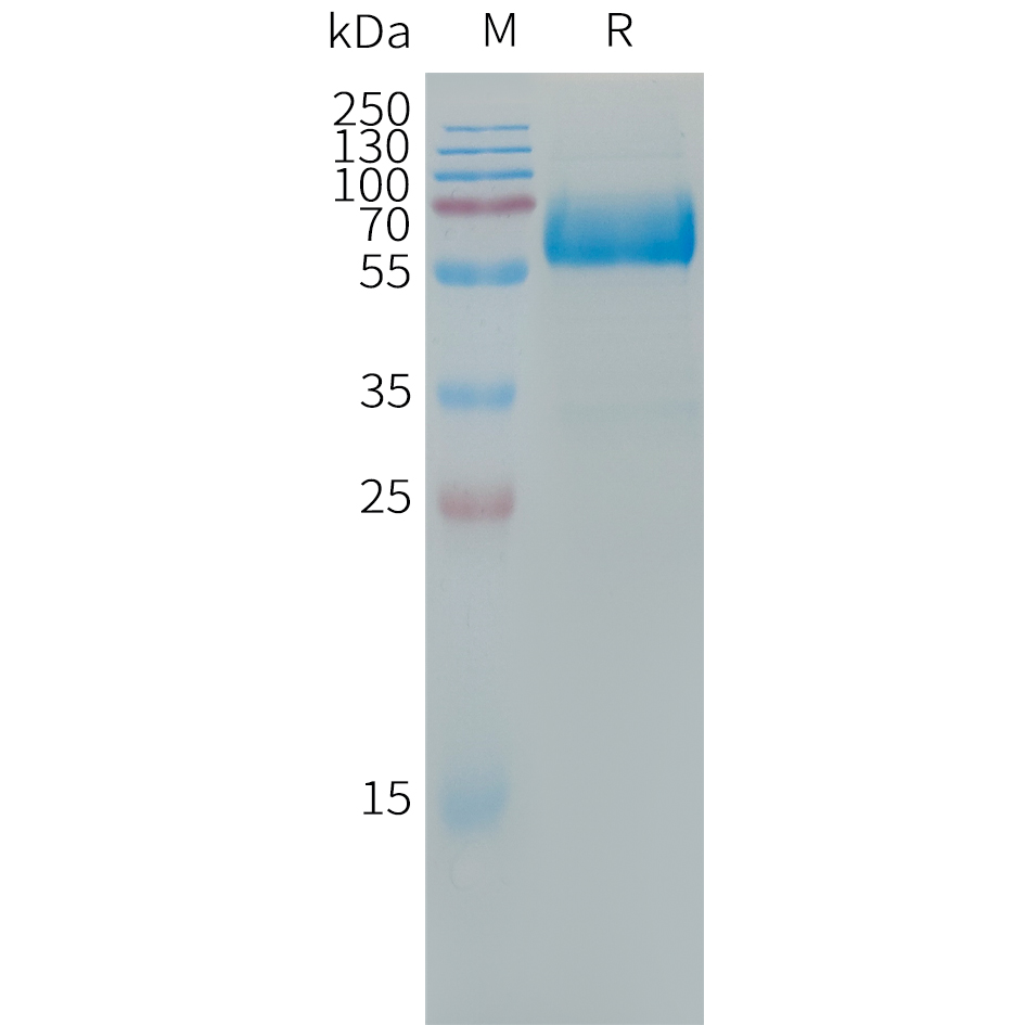 Human LOX-1 Protein, hFc Tag