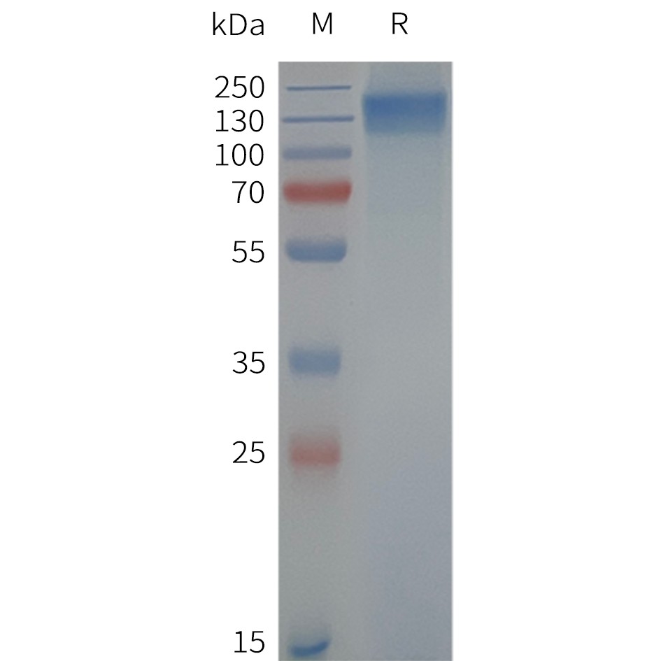 Figure 2. Human TRPC6-Strep-Nanodisc, C-Flag&Strep Tag on SDS-PAGE