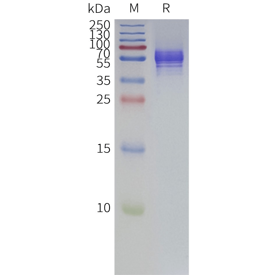 Figure 2. Human P2RX3-Strep-Nanodisc, C-Flag&Strep Tag on SDS-PAGE