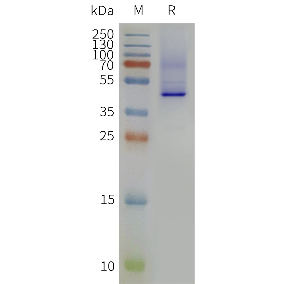 Figure 2. Human 5HT2A-Strep-Nanodisc, C-Flag&Strep Tag on SDS-PAGE