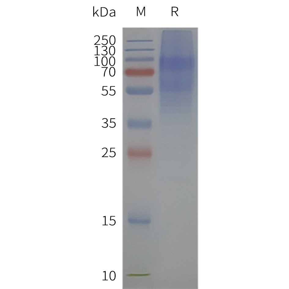Figure 2. Human 5HT2C-Strep-Nanodisc, C-Flag&Strep Tag on SDS-PAGE