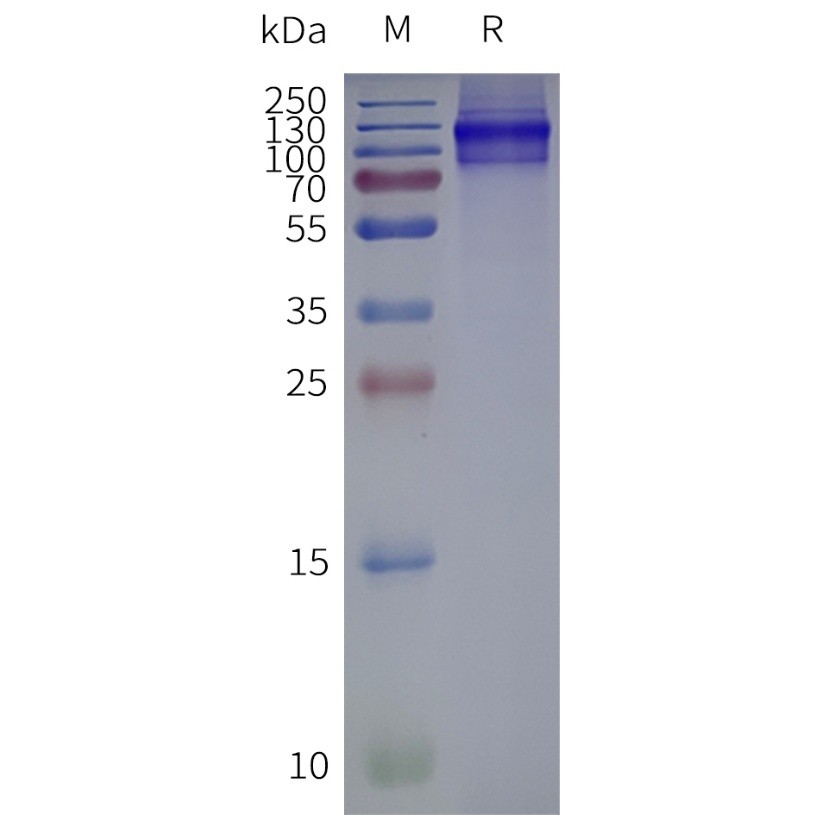 Figure 2. Human CHRM3-Strep-Nanodisc, C-Flag&Strep Tag on SDS-PAGE