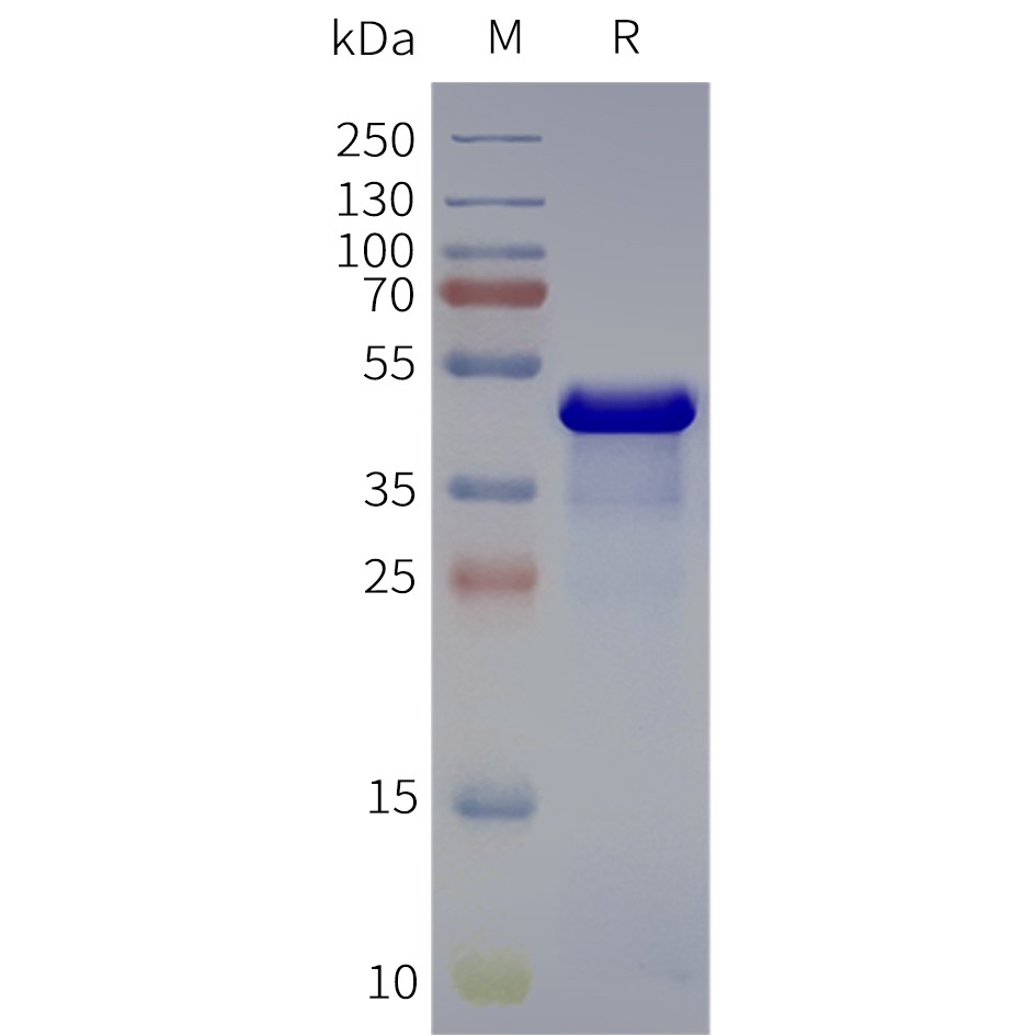 Figure 2. Human ADRA2B-Strep-Nanodisc, C-Flag&Strep Tag on SDS-PAGE