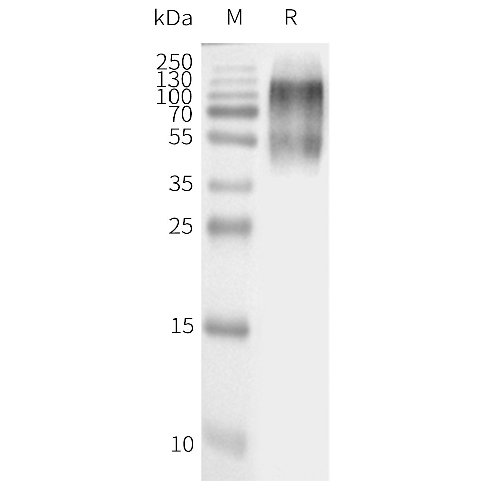 Figure 2. WB analysis of Human AGTR2-Strep-Nanodisc with Strep-Tactin HRP at 1/4000 dilution