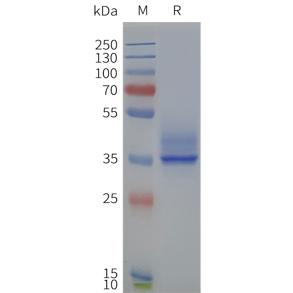 Figure 2. Human FFAR2-Strep-Nanodisc, C-Flag&Strep Tag on SDS-PAGE