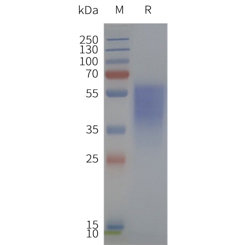 Figure 2. Human GHSR-Strep-Nanodisc, C-Flag&Strep Tag on SDS-PAGE