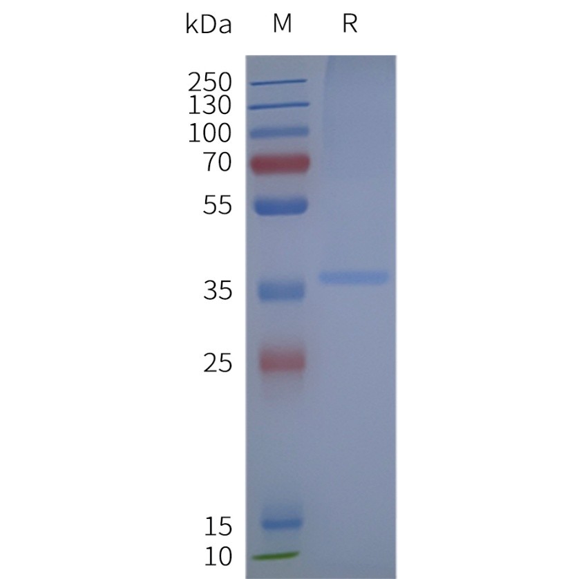 Figure 2. Human GPER1-Strep-Nanodisc, C-Flag&Strep Tag on SDS-PAGE
