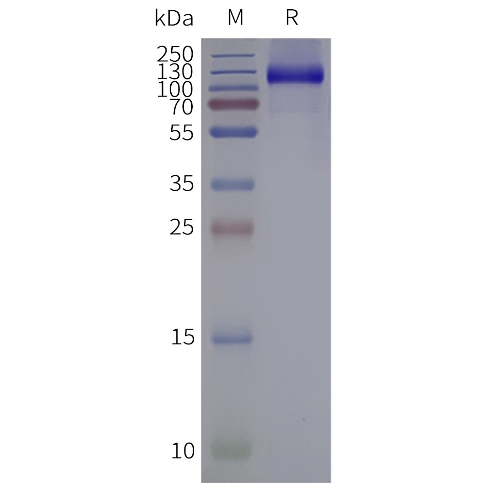 Figure 2. Human GRM3-Strep-Nanodisc, C-Flag&Strep Tag on SDS-PAGE