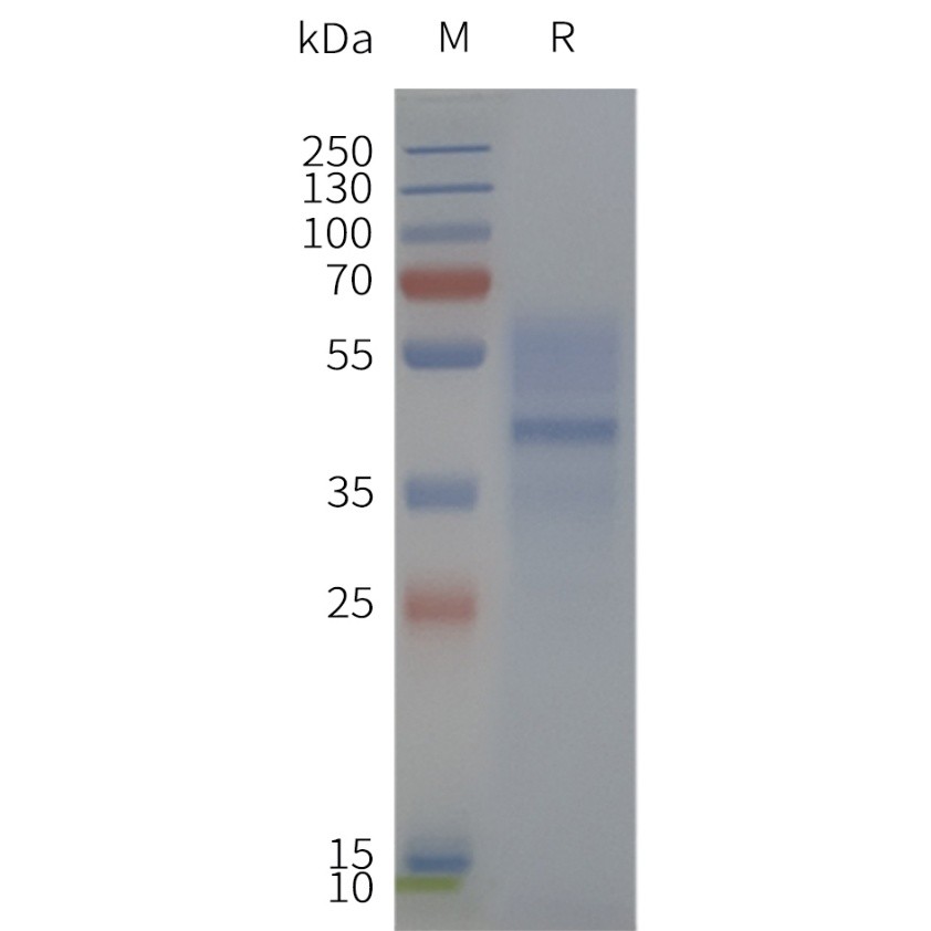 Figure 2. Human MC3R-Strep-Nanodisc, C-Flag&Strep Tag on SDS-PAGE