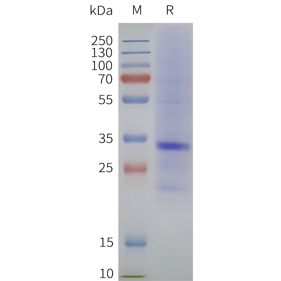 Figure 2. Human MC1R-Strep-Nanodisc, C-Flag&Strep Tag on SDS-PAGE