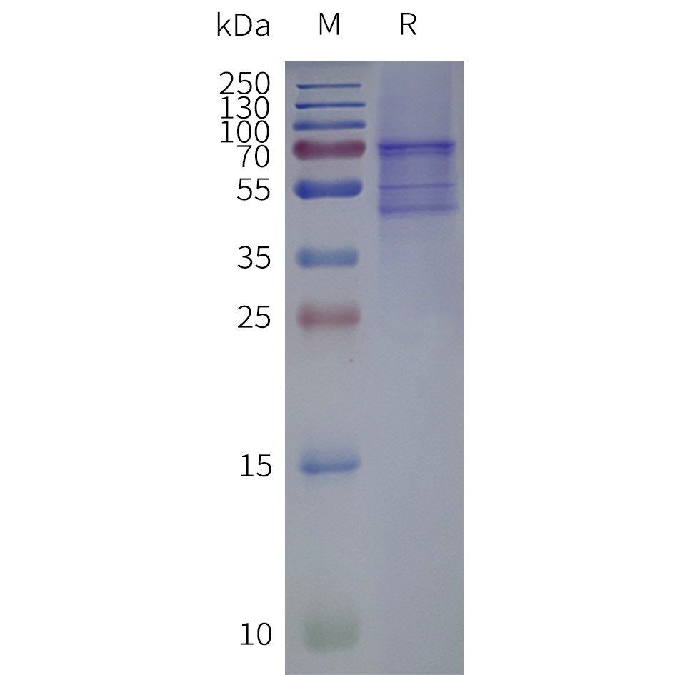 Figure 2. Human OPN4-Strep-Nanodisc, C-Flag&Strep Tag on SDS-PAGE