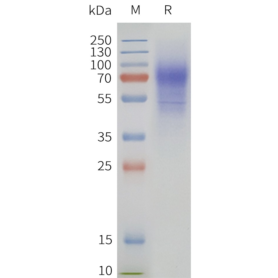 Figure 2. Human HCRTR2-Strep-Nanodisc, C-Flag&Strep Tag on SDS-PAGE