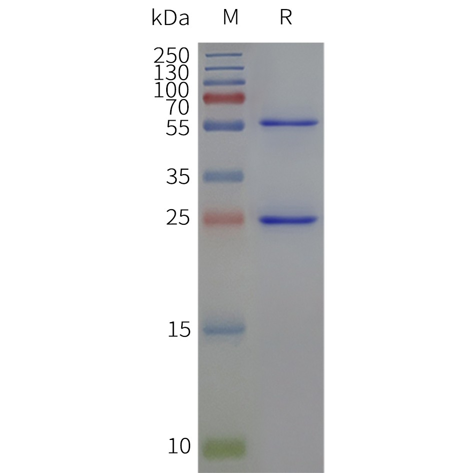 Figure 2. Human CLDN18.2-Strep-Nanodisc, C-Flag&Strep Tag on SDS-PAGE