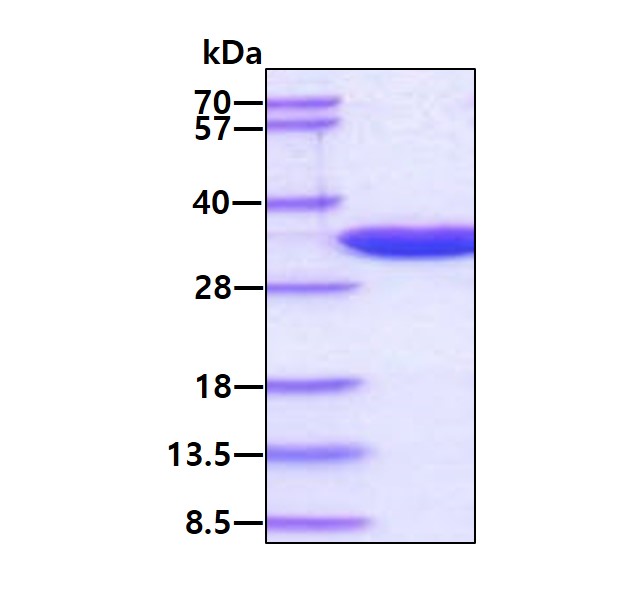 3ug by SDS-PAGE under reducing condition and visualized by coomassie blue stain