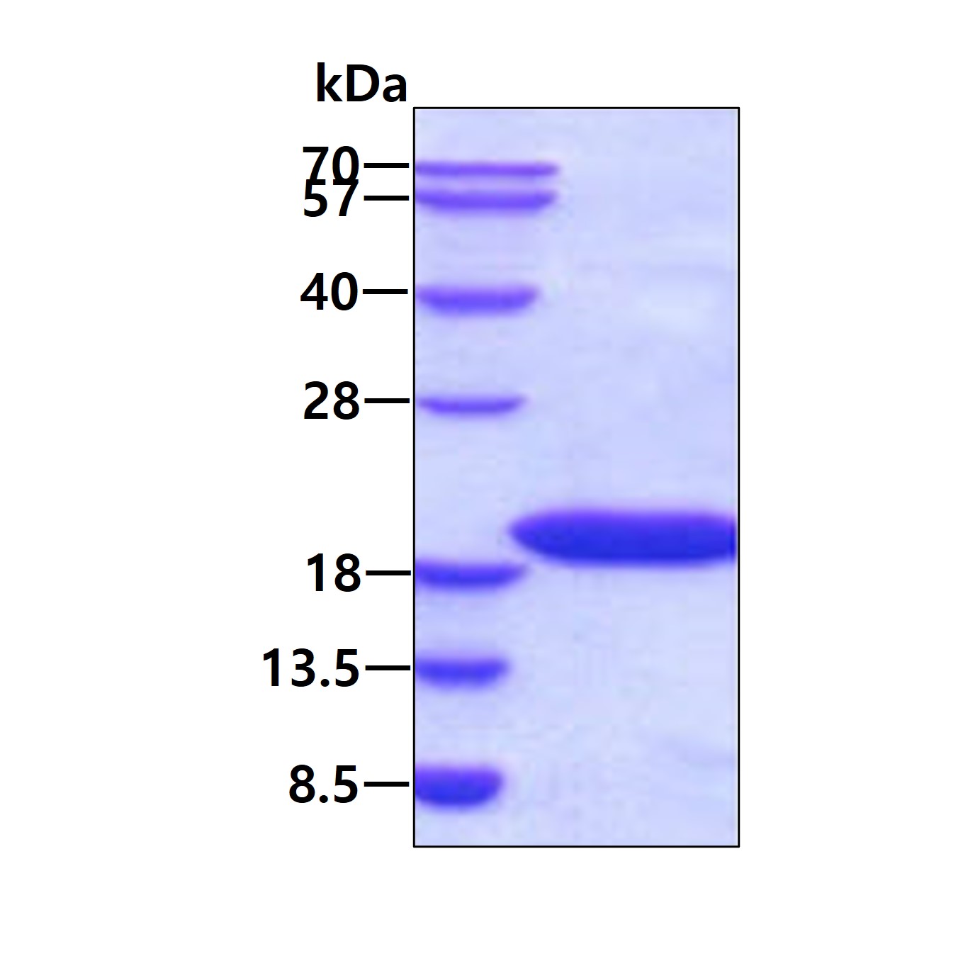 3ug by SDS-PAGE under reducing condition and visualized by coomassie blue stain.