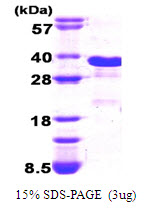 3ug by SDS-PAGE under reducing condition and visualized by coomassie blue stain.