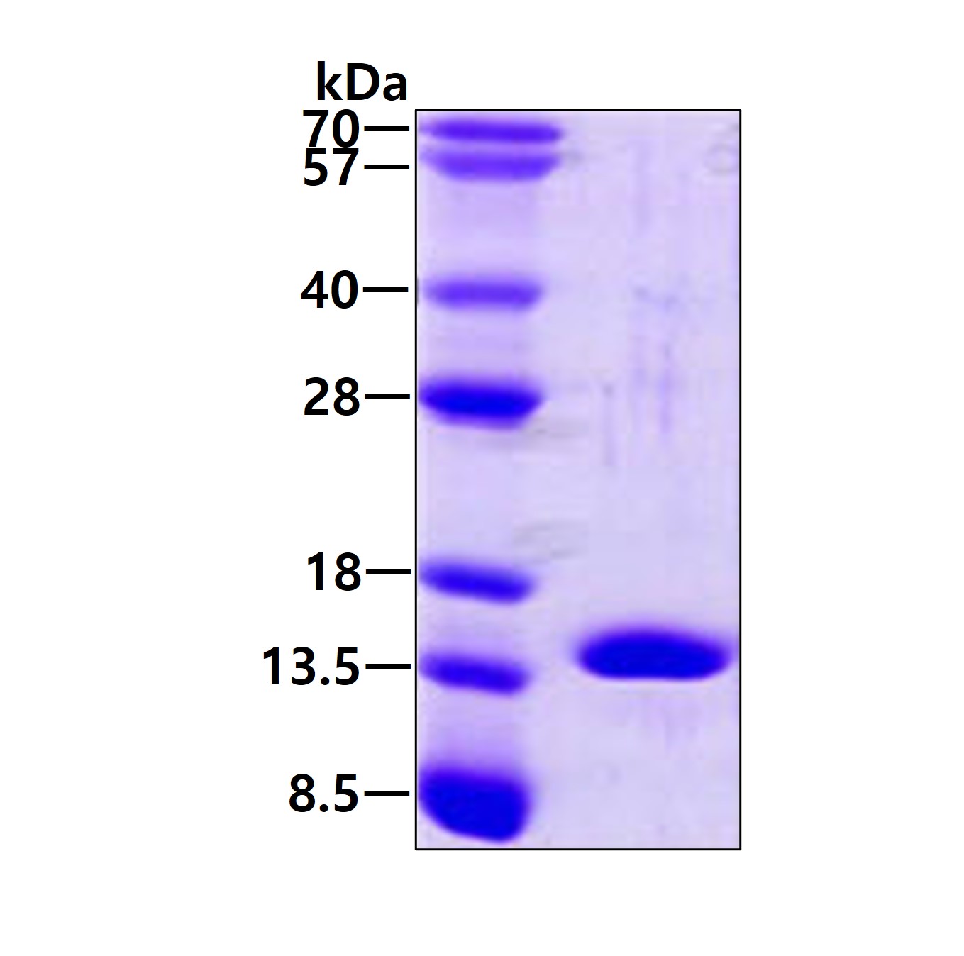 3ug by SDS-PAGE under reducing condition and visualized by coomassie blue stain.