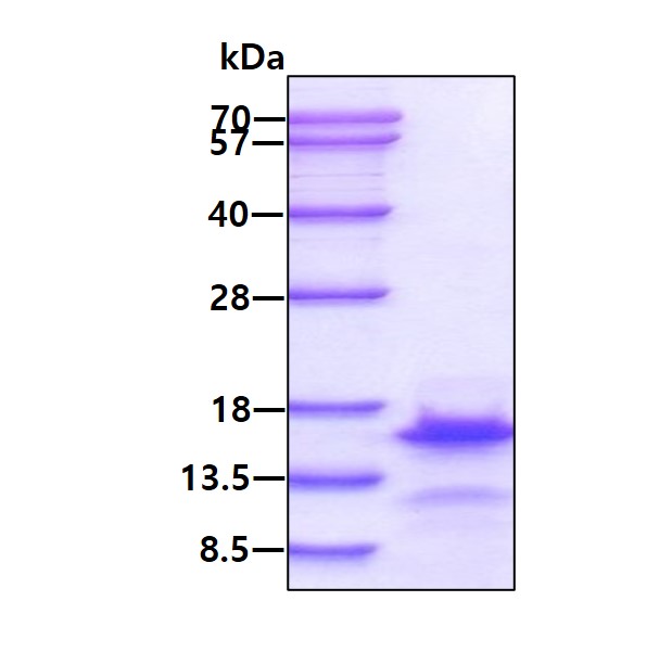 3ug by SDS-PAGE under reducing condition and visualized by coomassie blue stain.
