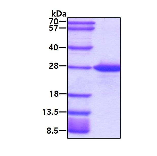 3ug by SDS-PAGE under reducing condition and visualized by coomassie blue stain.