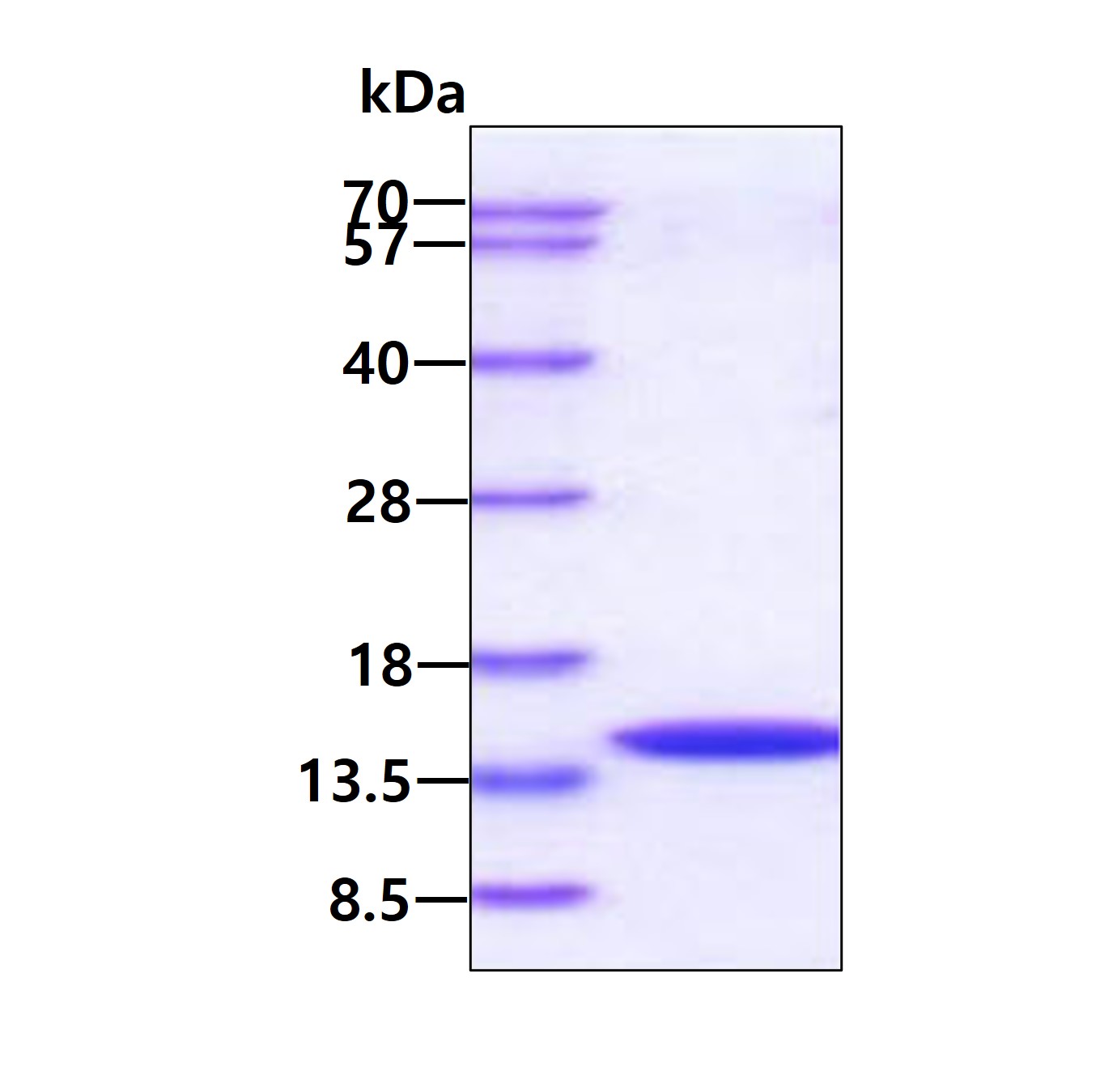 3ug by SDS-PAGE under reducing condition and visualized by coomassie blue stain.