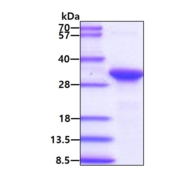 3ug by SDS-PAGE under reducing condition and visualized by coomassie blue stain.