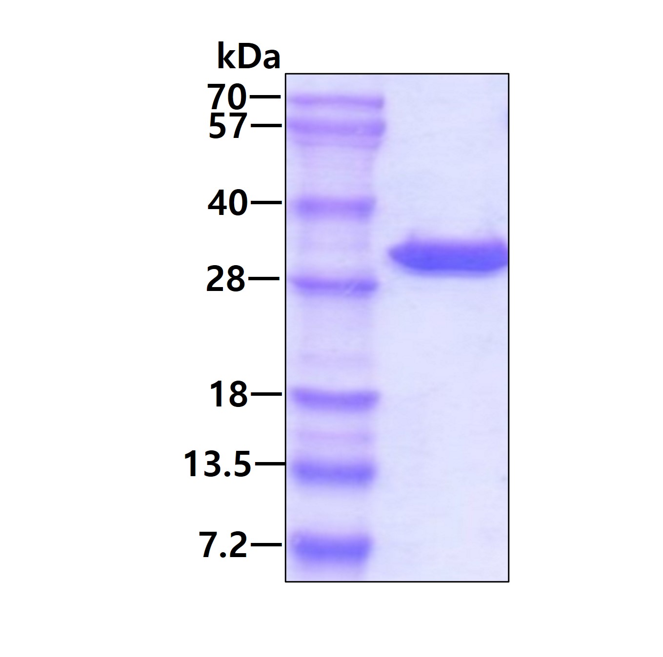 3ug by SDS-PAGE under reducing condition and visualized by coomassie blue stain.