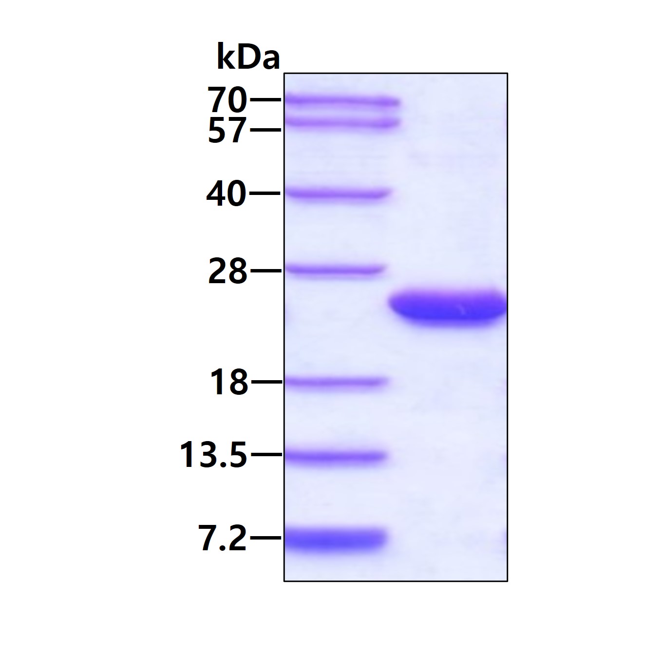 3ug by SDS-PAGE under reducing condition and visualized by coomassie blue stain.