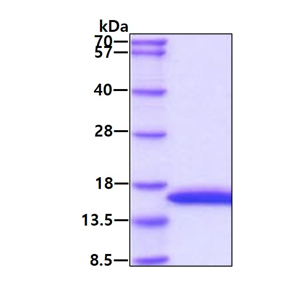 3ug by SDS-PAGE under reducing condition and visualized by coomassie blue stain.