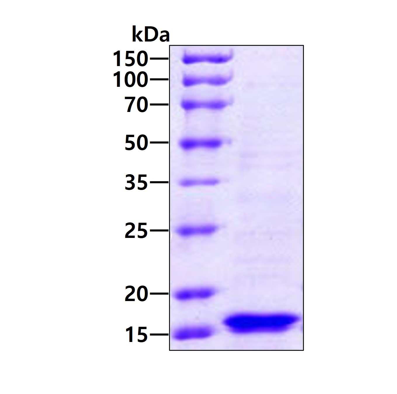 3ug by SDS-PAGE under reducing condition and visualized by coomassie blue stain.