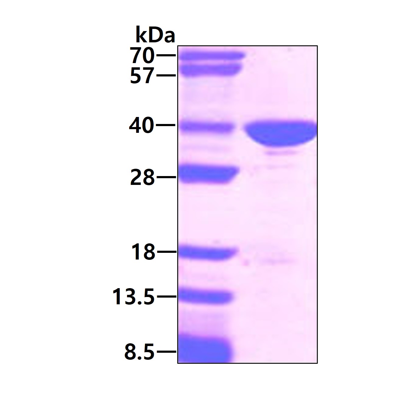 3ug by SDS-PAGE under reducing condition and visualized by coomassie blue stain.
